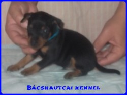 Bcskautcai Logan