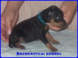 Bcskautcai Logan