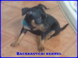 Bcskautcai Logan