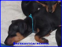 Bcskautcai Logan