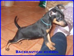 Bcskautcai Logan