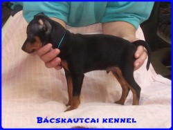 Bcskautcai Logan