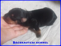 Bcskautcai Lord