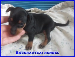 Bcskautcai Lord