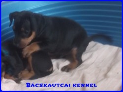 Bcskautcai Lord
