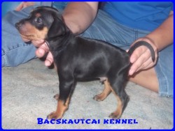 Bcskautcai Lord
