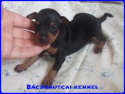 Bcskautcai Lujzi