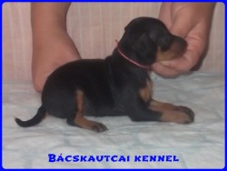 Bcskautcai Lujzi