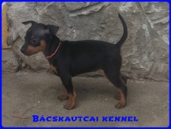Bcskautcai Lujzi