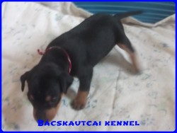 Bcskautcai Lya