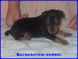 Bcskautcai Lya