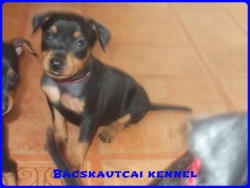 Bcskautcai Lya