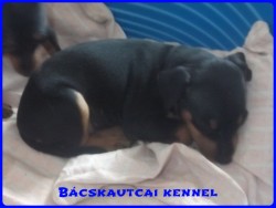 Bcskautcai Lya