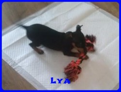 Bcskautcai Lya