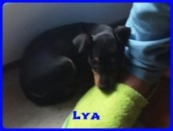 Bcskautcai Lya