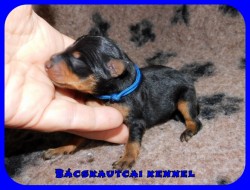 trpe pinscher L-alom
