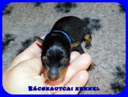 trpe pinscher L-alom