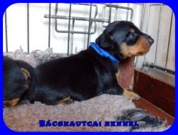 trpe pinscher L-alom