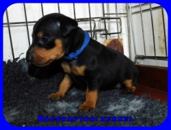 trpe pinscher L-alom
