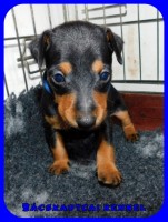 trpe pinscher L-alom