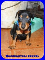 trpe pinscher L-alom