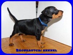 trpe pinscher L-alom