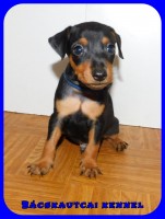 trpe pinscher L-alom