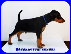 Bcskautcai Lucky
