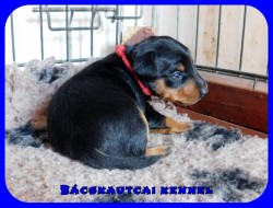 Bcskautcai Lana