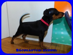 Bcskautcai Lana