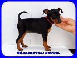 Bcskautcai Lana