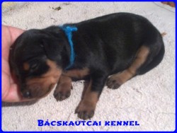 Bcskautcai Macho