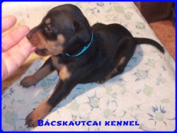 Bcskautcai Macho