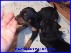 Bcskautcai Macho