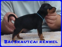 Bcskautcai Macho