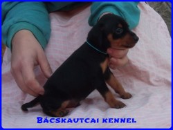 Bcskautcai Macho