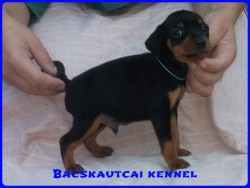 Bcskautcai Macho
