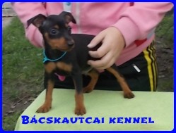Bcskautcai Macho