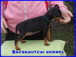 Bcskautcai Macho