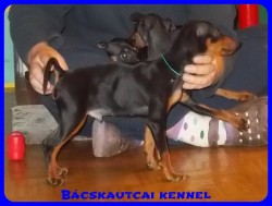Bcskautcai Macho