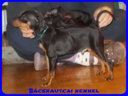 Bcskautcai Macho