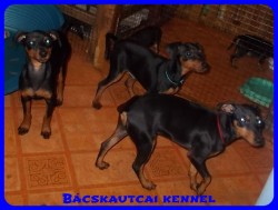 Bcskautcai Macho