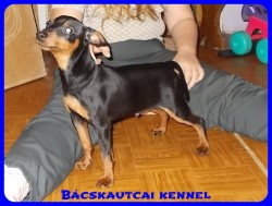 Bcskautcai Macho