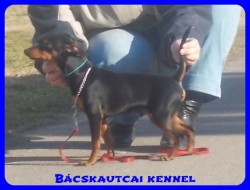 Bcskautcai Macho