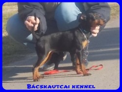 Bcskautcai Macho