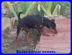 Bcskautcai Macho