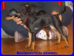 Bcskautcai Mandy