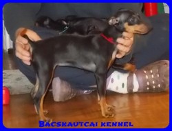Bcskautcai Mandy