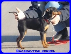 Bcskautcai Mandy