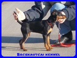 Bcskautcai Mandy